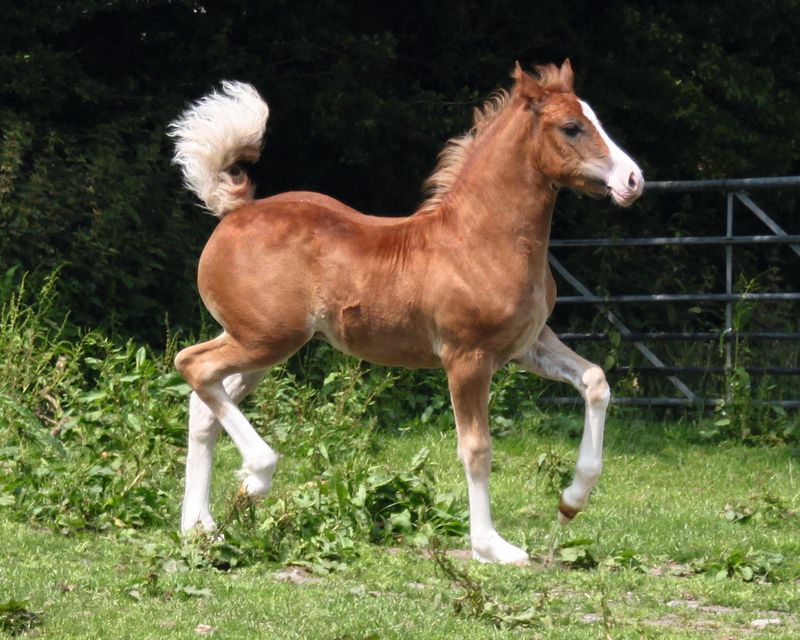 Welsh Pony