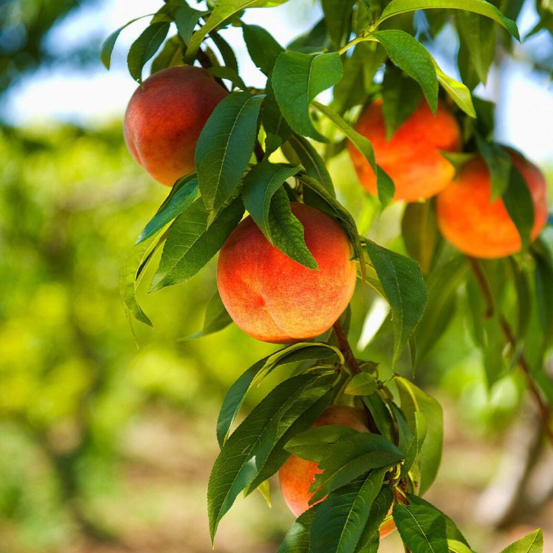 Peach