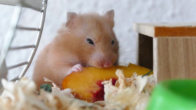 Carrot Nibbles