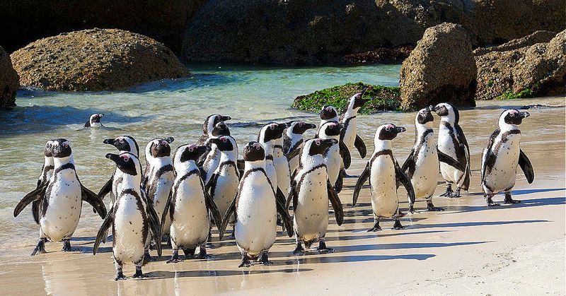 Penguins Only Live In Cold Climates
