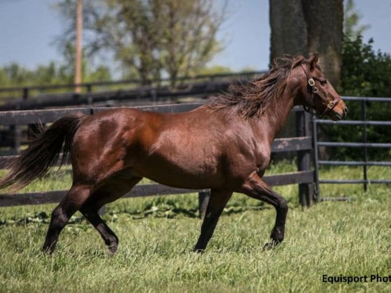 Thoroughbred