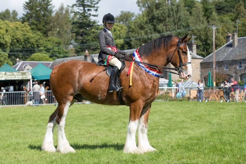 Clydesdale