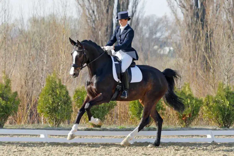 Warmblood