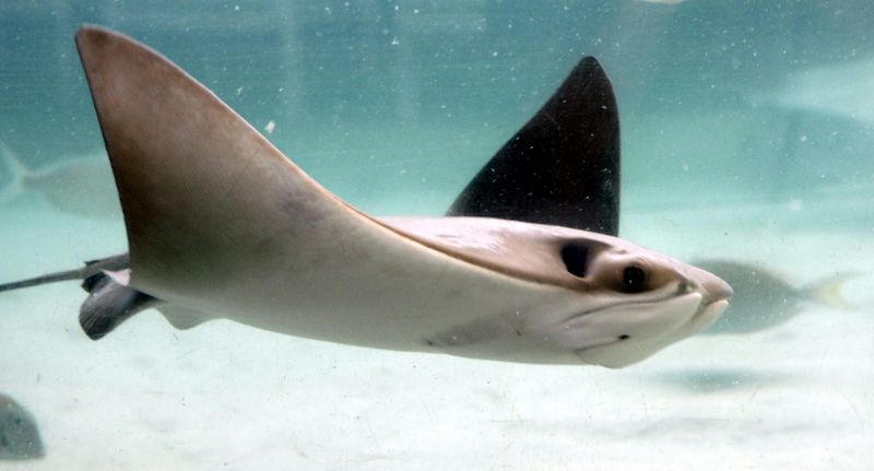Stingrays