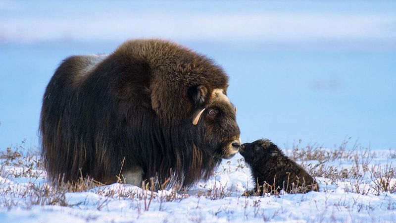 Arctic Bison