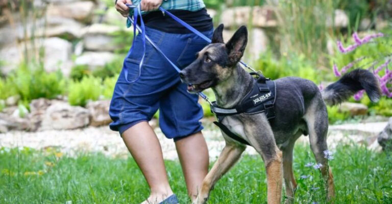 Are Harnesses Harmful For Dogs? A Trainer Weighs 13 Pros And Cons