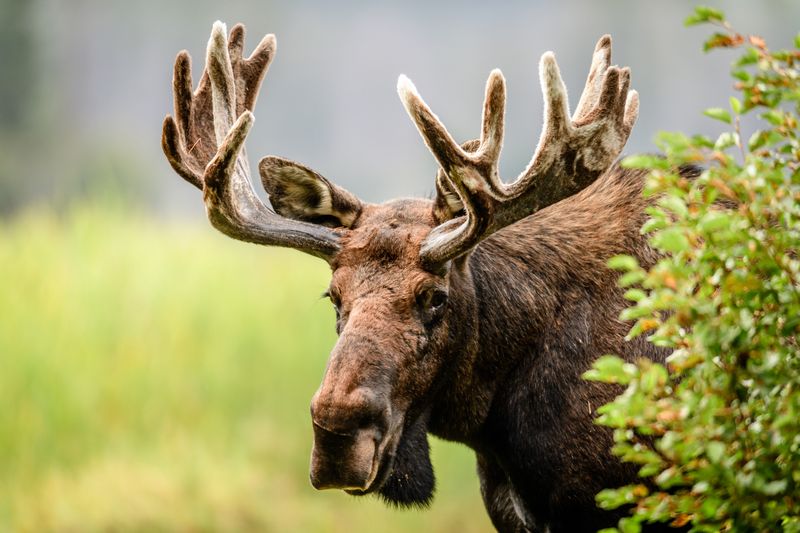 Michigan: Great Lakes Wildlife Hotspot