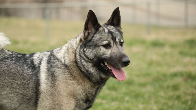 Utah - Norwegian Elkhound