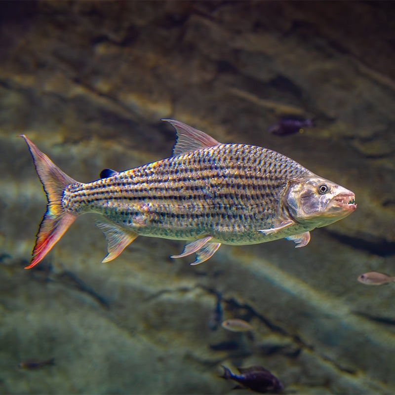 Tiger Fish