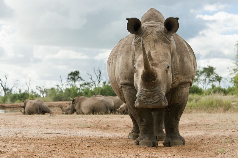 White Rhinoceros