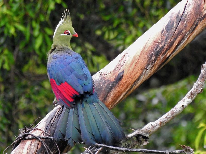 Turaco