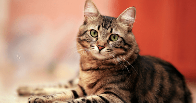 Territorial Instincts