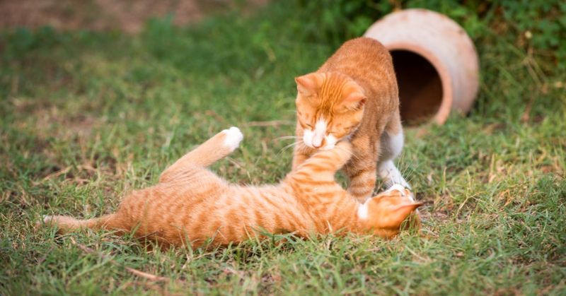 Territorial Aggression