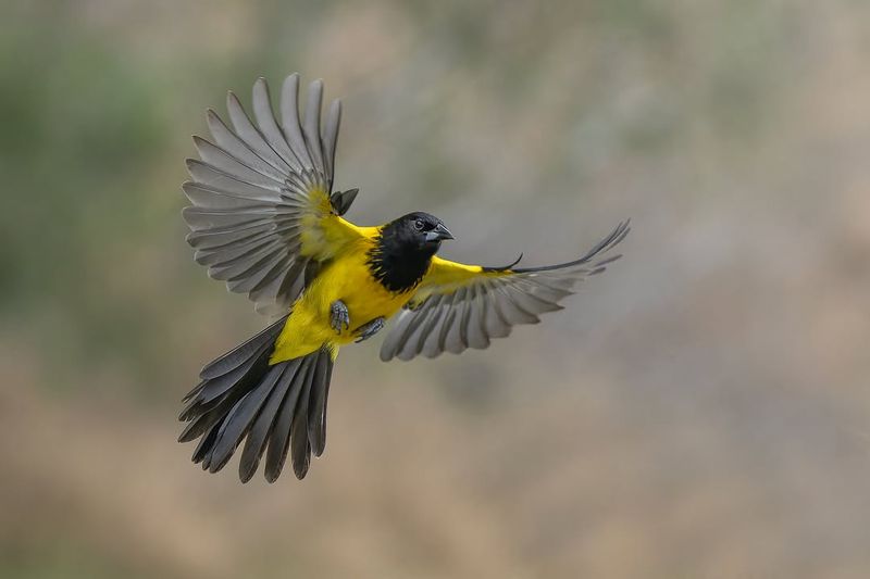 Audubon's Oriole