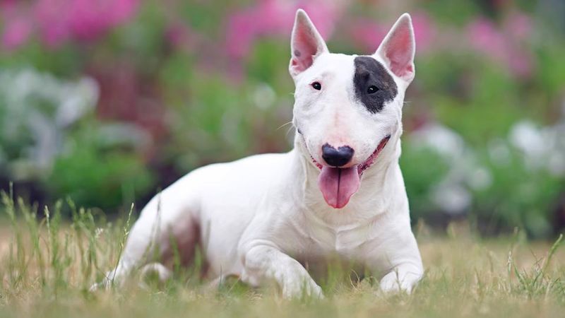Bull Terrier