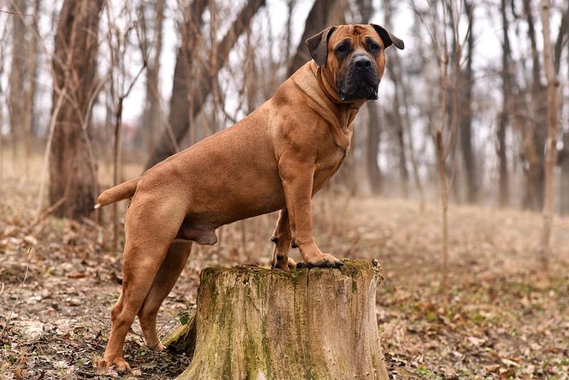 Boerboel