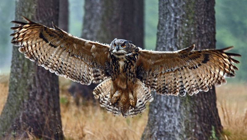 Eurasian Eagle-Owl