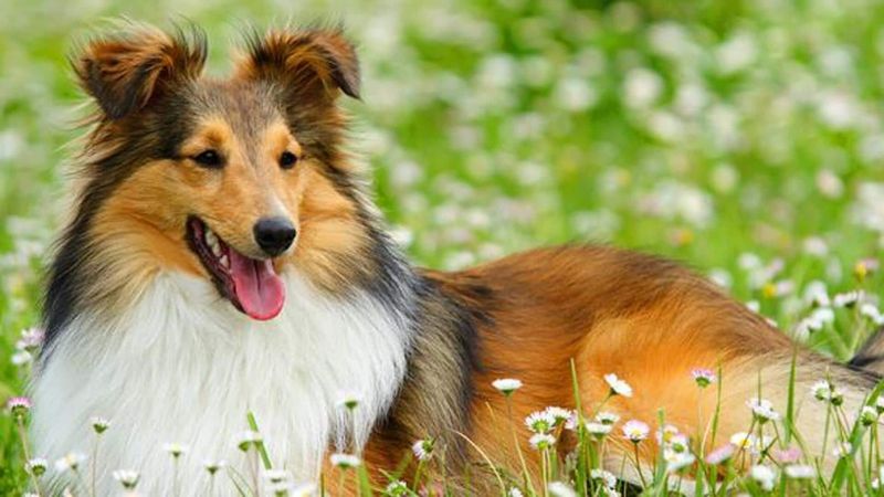 Shetland Sheepdog