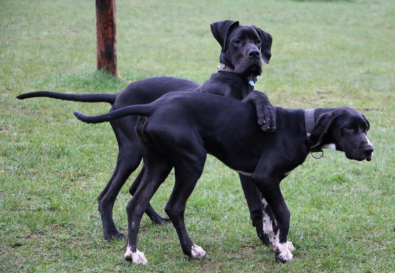 Great Dane