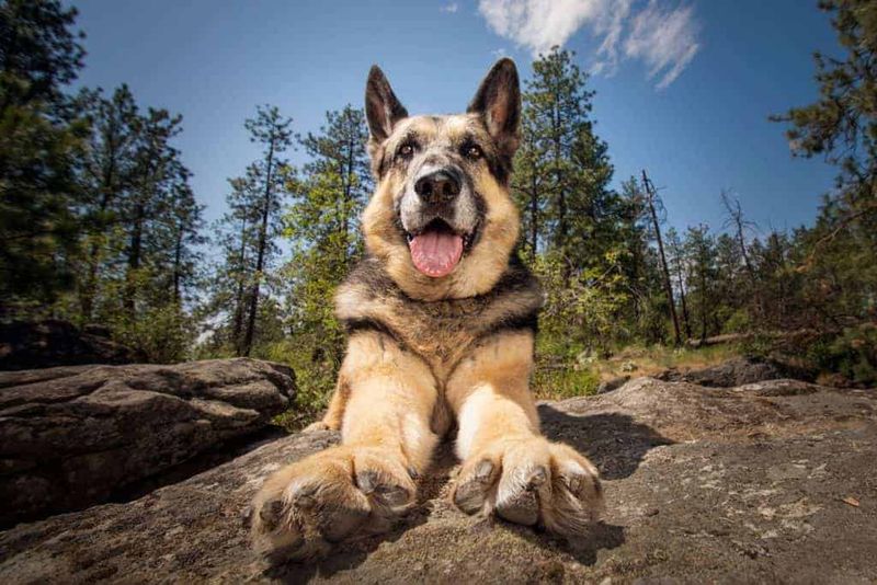 German Shepherd's All-Terrain Excellence