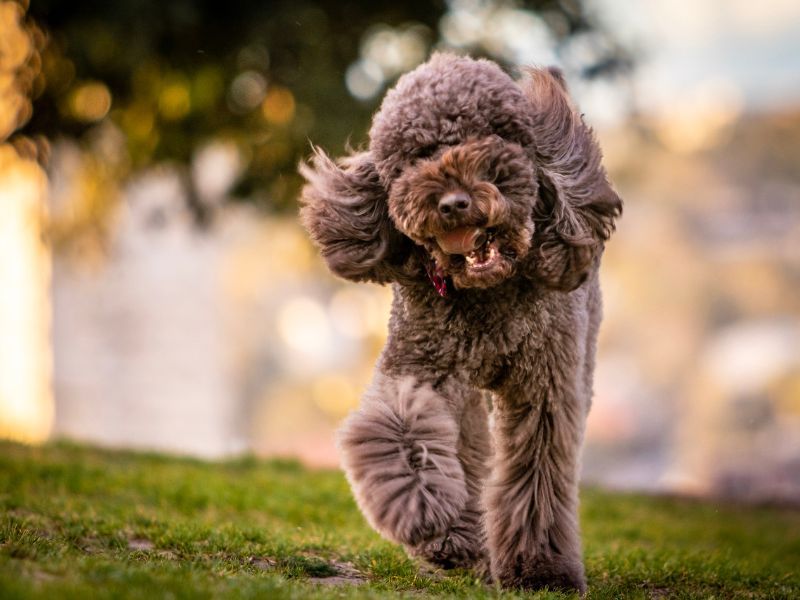 Poodle