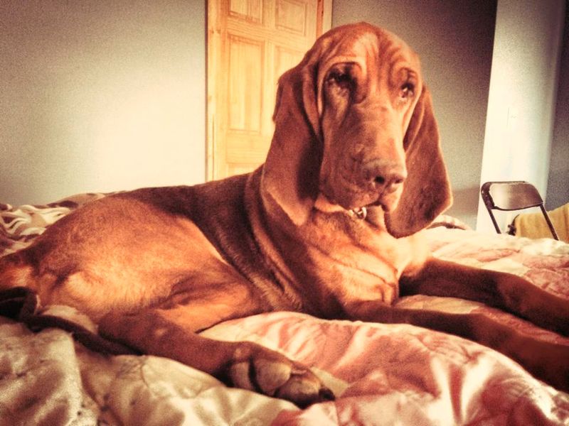 Bloodhound