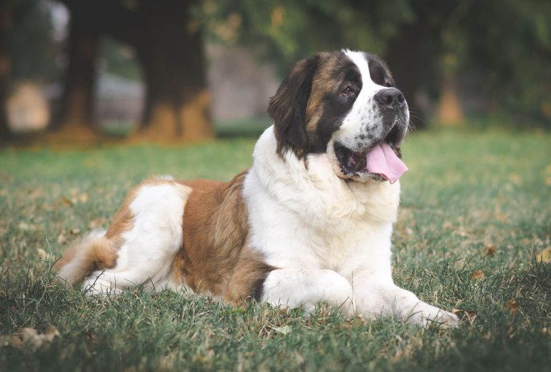 Saint Bernard