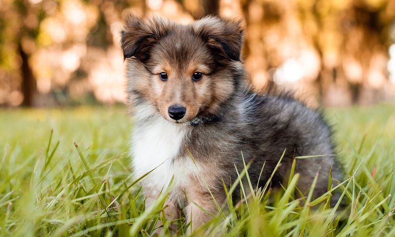 Shetland Sheepdog