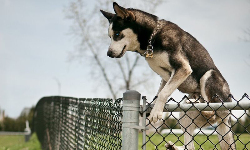 Siberian Husky