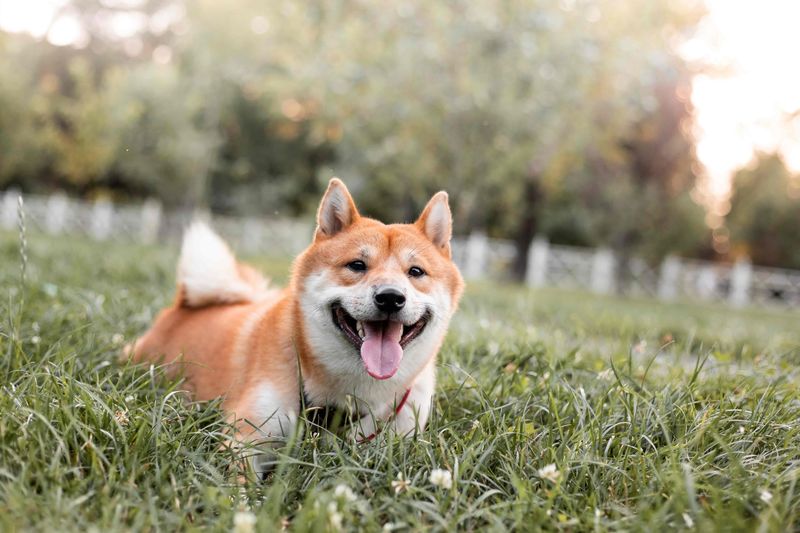 Shiba Inu