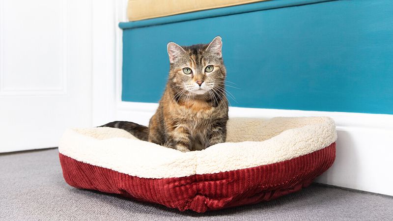Cozy Cat Beds