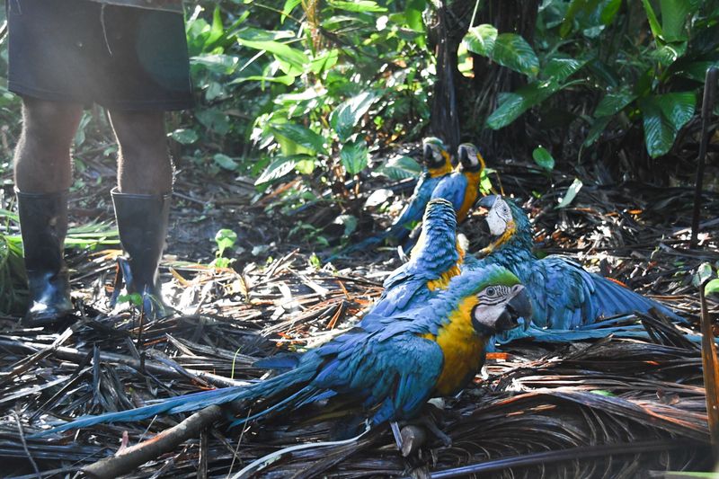 Parrot Matchmaking Algorithms