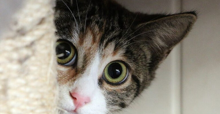 Avoid These 15 Things When Your Cat Is Skittish