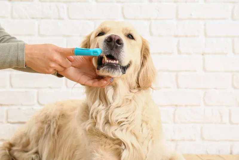 Preventing Tooth Loss