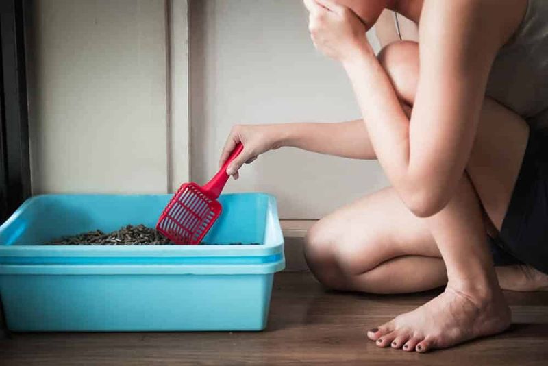 Inadequate Litter Box Maintenance