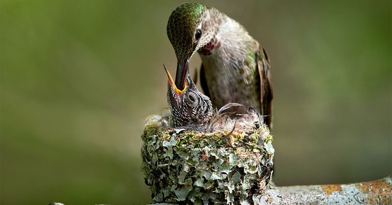 Tiny Hummingbird Nestlings