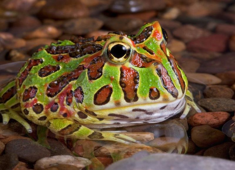 Pacman Frog