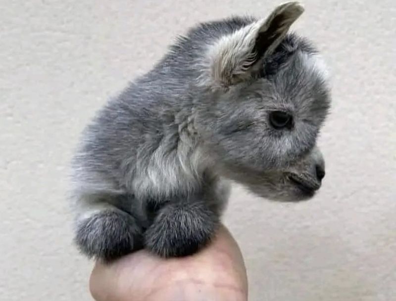Pygmy Goat Kid