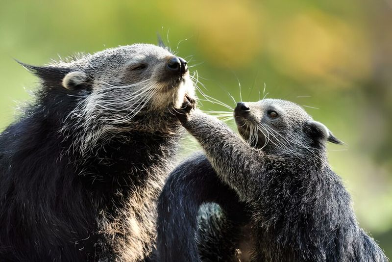 Binturong