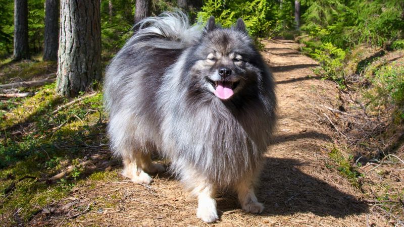 Keeshond