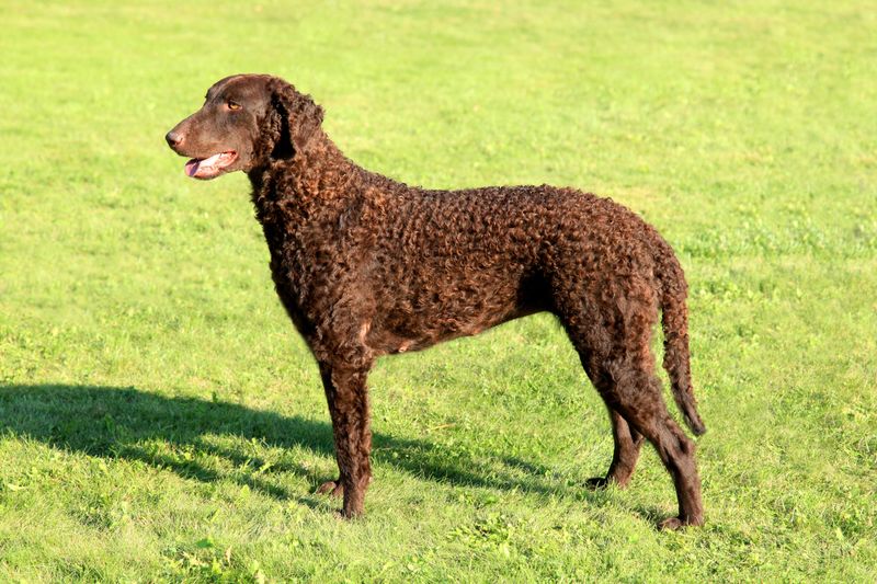 Curly-Coated Retriever: The Forgotten Retriever