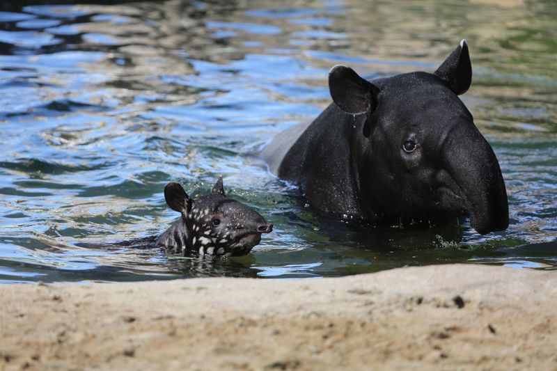 They Are Born Fully Equipped To Swim