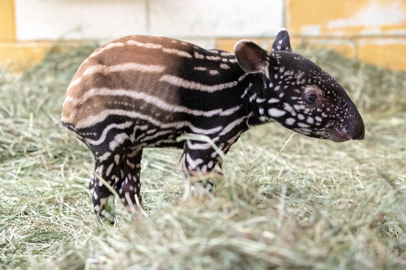Their Eyes Are Open Shortly After Birth