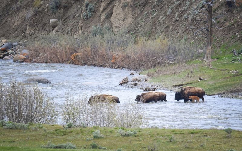 Strategic River Crossings