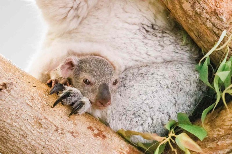 Born Without Fur