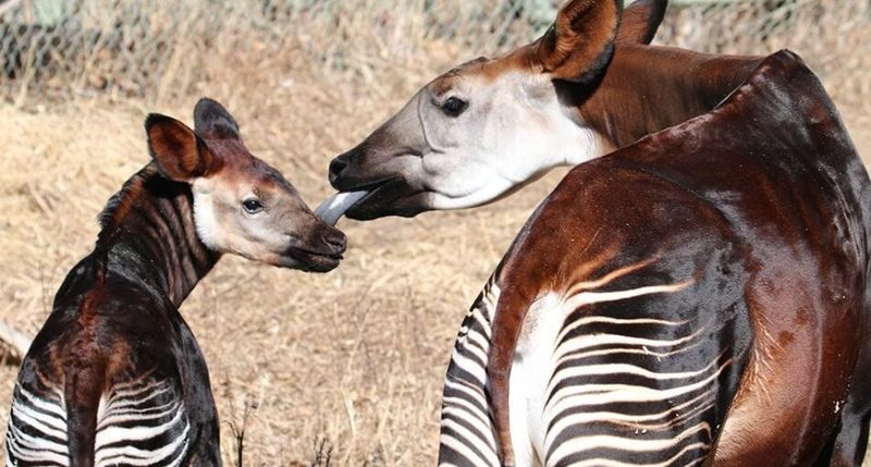 Okapi