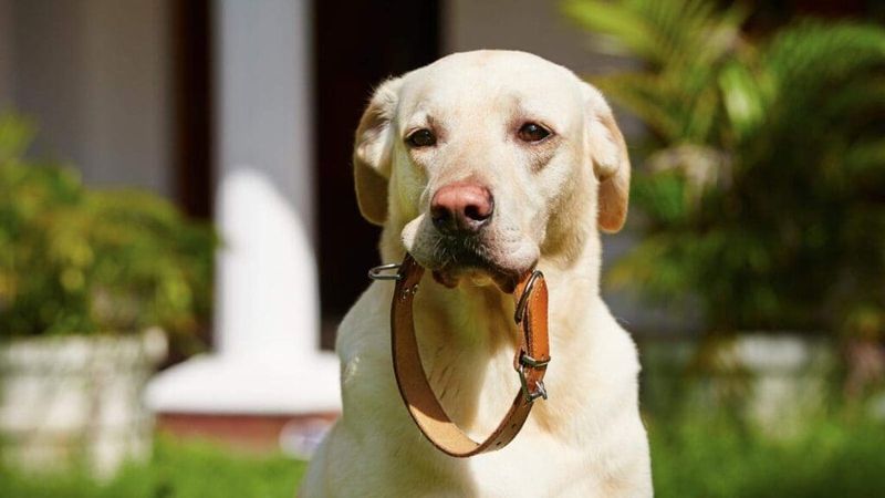 Gentle Leather Collar Care