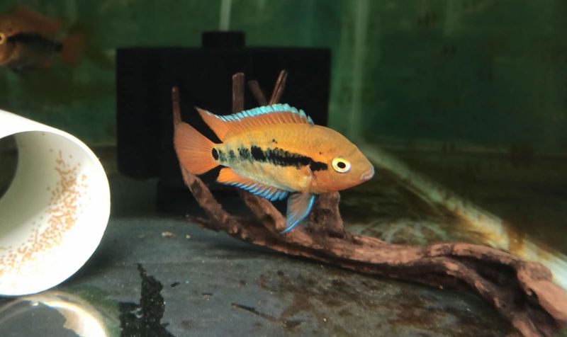 Rainbow Cichlid