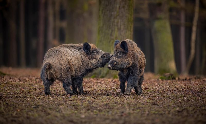 Wild Boar