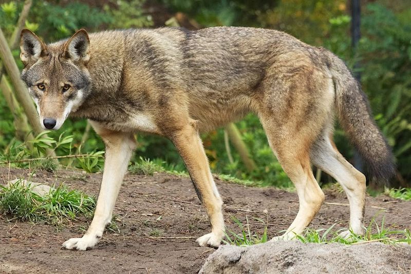Red Wolf